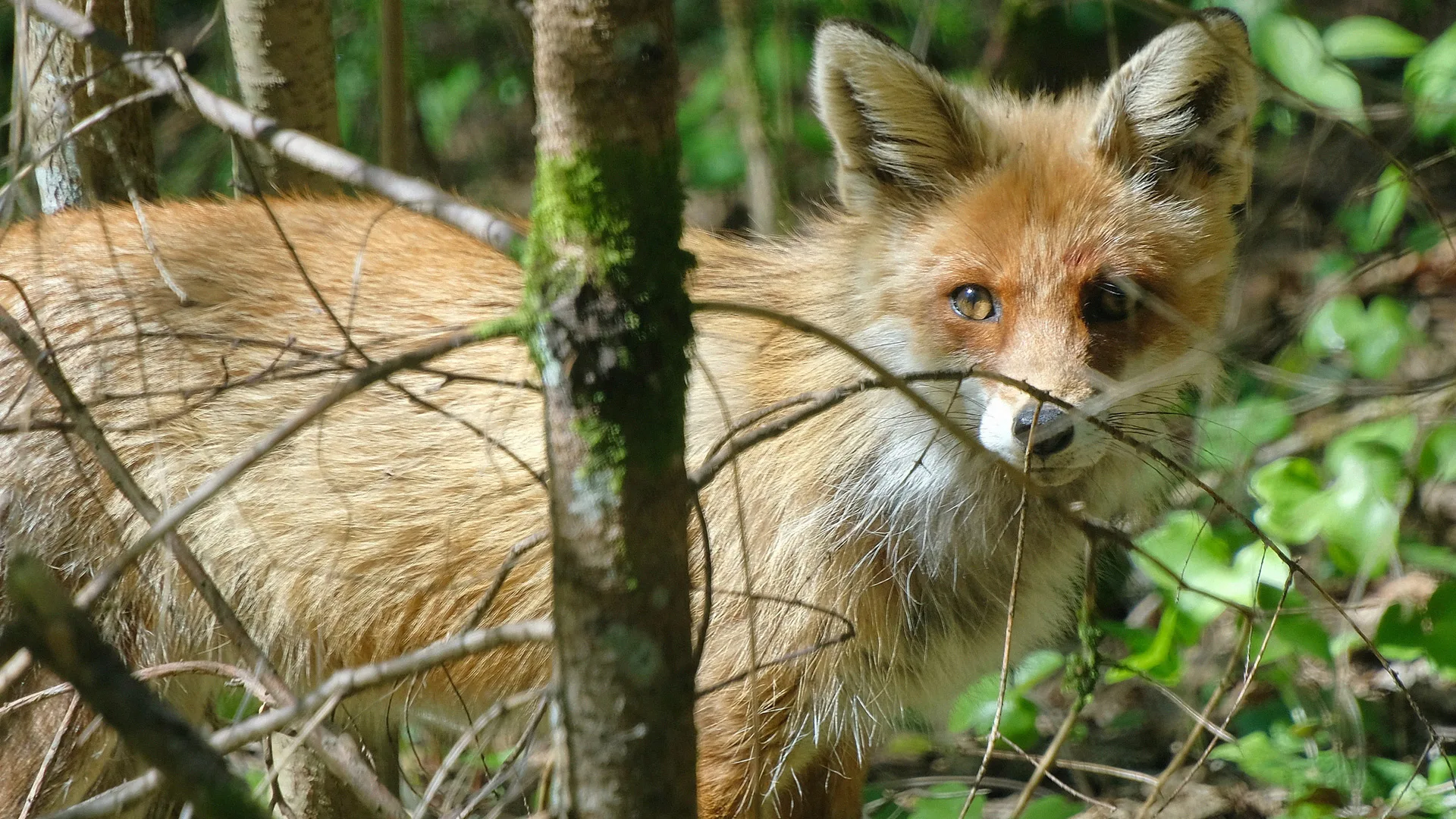 05.10 | Atraskite laukinę gamtą su gamtininku – patyriminis žygis Paliesiaus apylinkėse