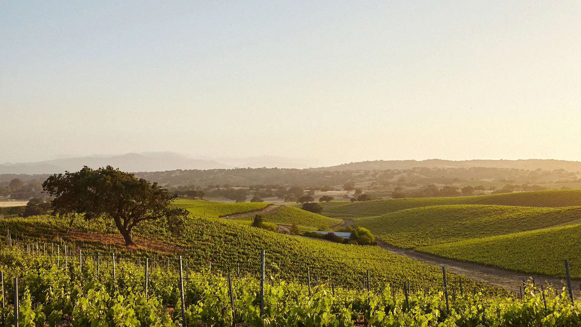 05.30 | A Journey Through the Wine World of Sunny Provence