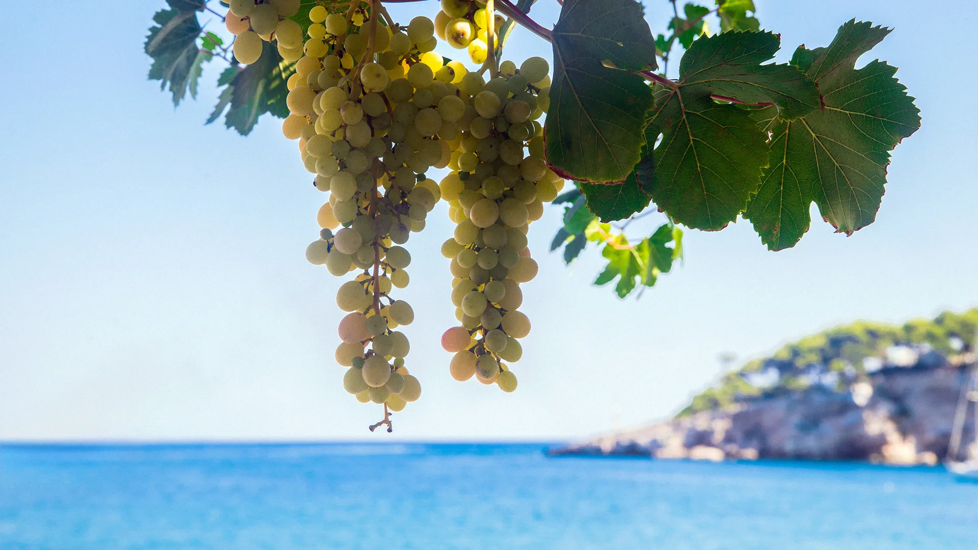 08.22 | A Journey Through the Aromas and Notes of the World of French Wine | SOLD OUT