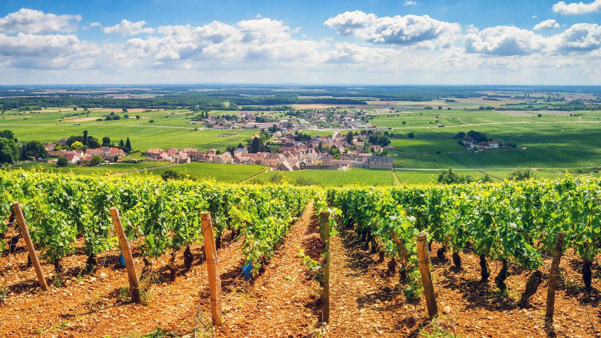 07.18 | Burgundy – between fashion and quality. What makes the wines of this region unique?